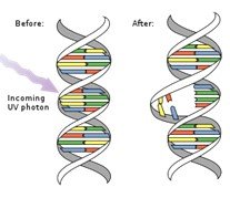 DNA Status Before and After UVC Exposure – Autocoat Engineering UV Box